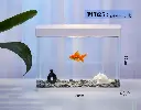 Pufeit | Fish Aquarium | PF825
