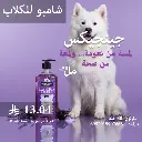 DOG3.webp