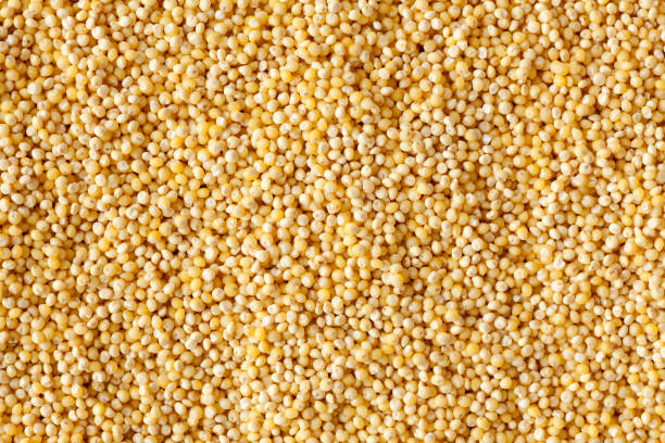 Tekline | Yellow Millet |15kg 